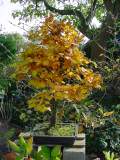 fagus bonsai aut 3.JPG